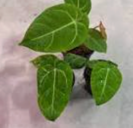 Anthurium Queen Of Hearts live anthurium from Mulliken Nursery