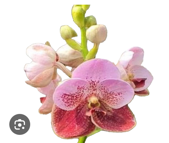 Vanda ranu Delight live plant foliage and detail view 2