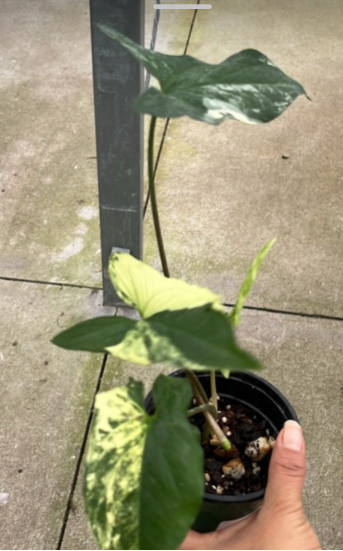 Syngonium sp Albo live syngonium from Mulliken Nursery