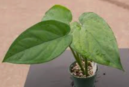 Syngonium Chiapense