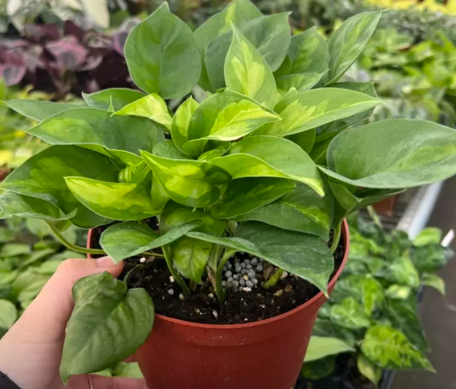 Epipremnum aureum 'Global Green' (Optional Basket) live plant foliage and detail view 3