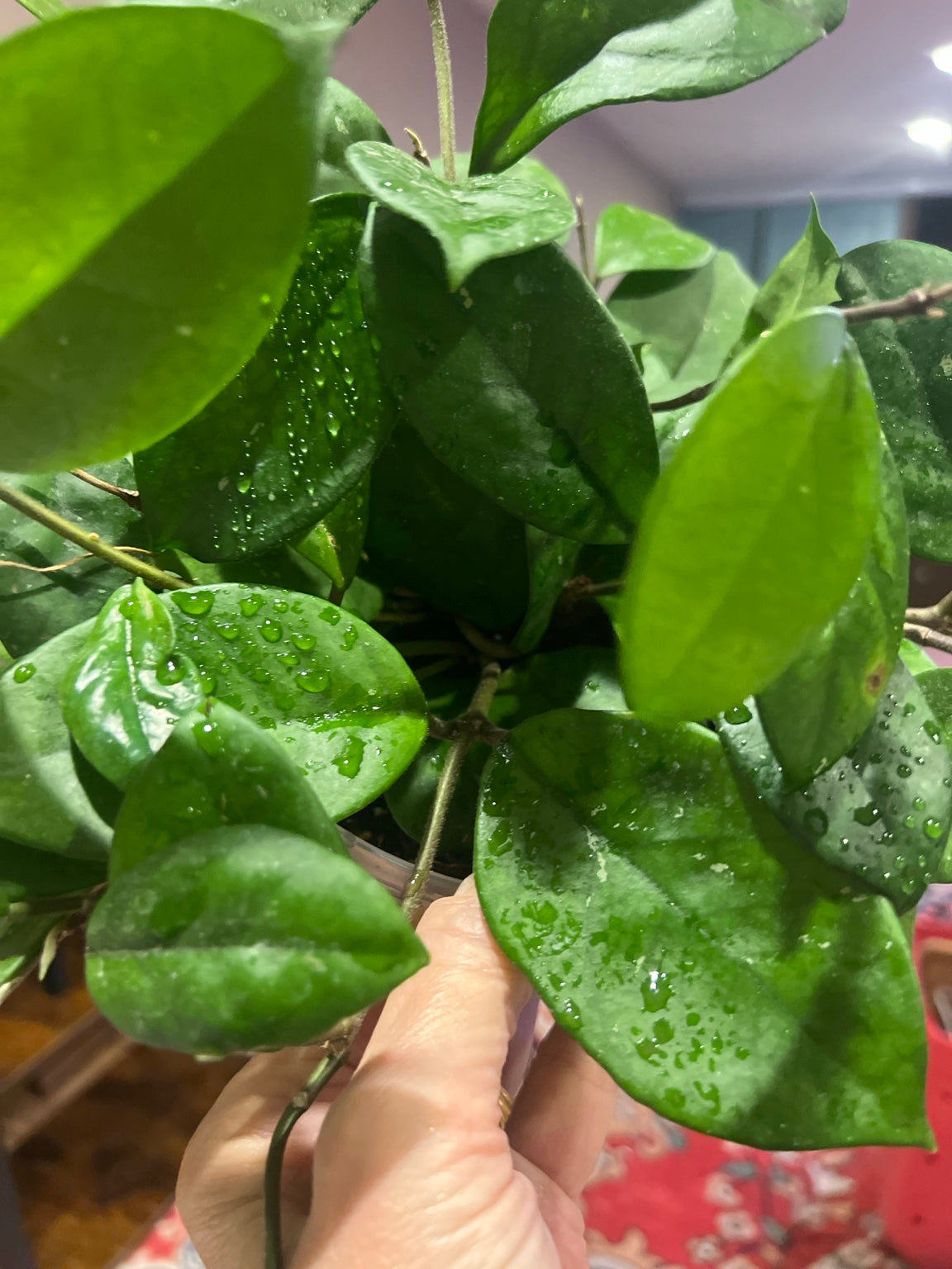 Close-up of the fuzzy green foliage on the exact Hoya Chouke for sale