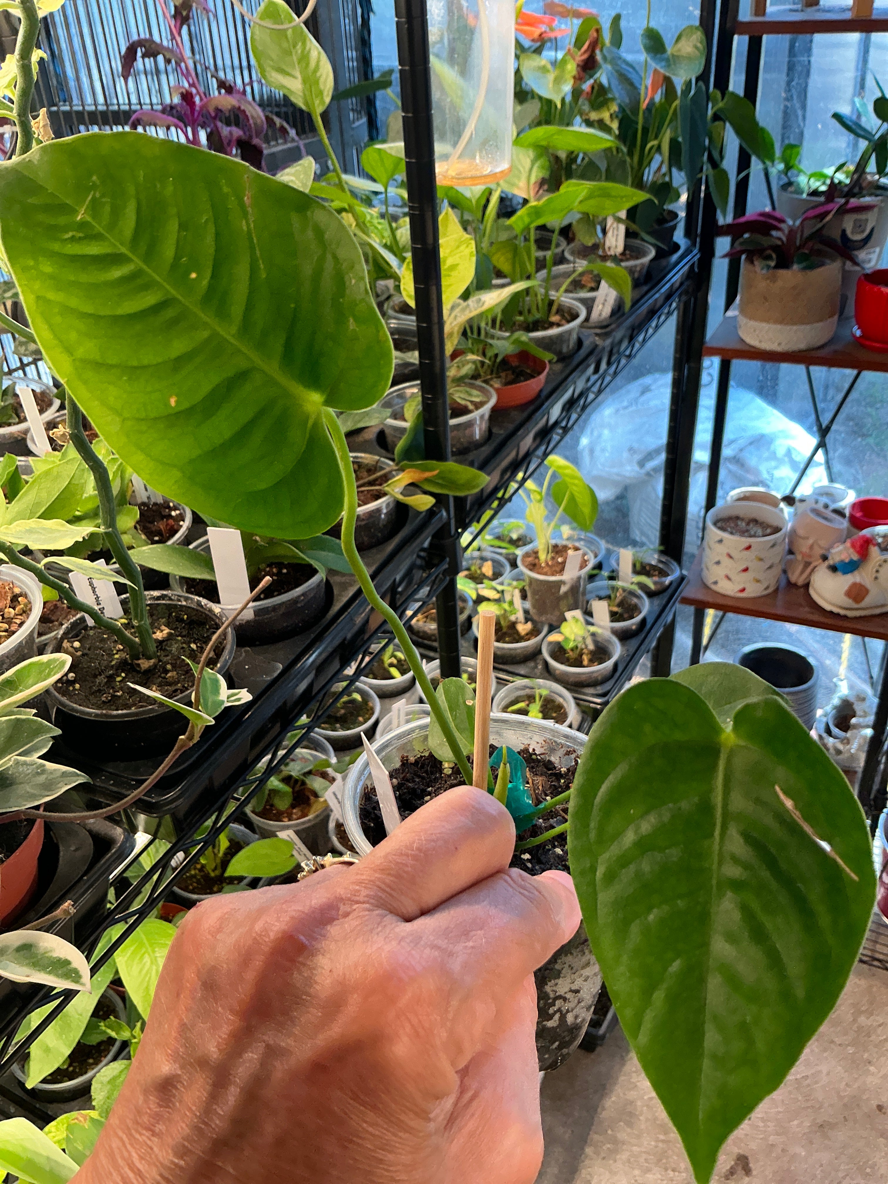 Anthurium King “Veitchii” - 4in