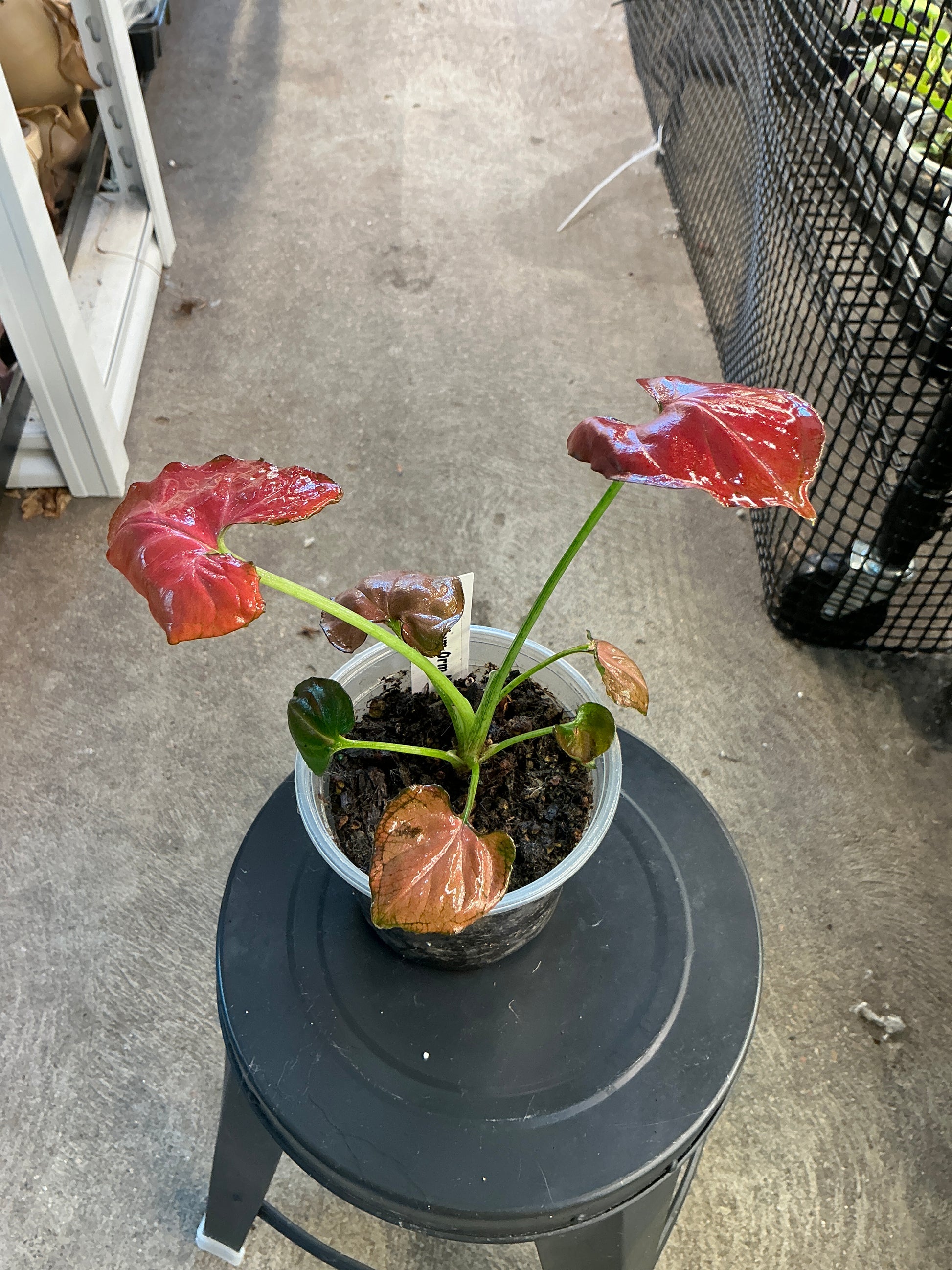 Syngonium Orm Nak (4)