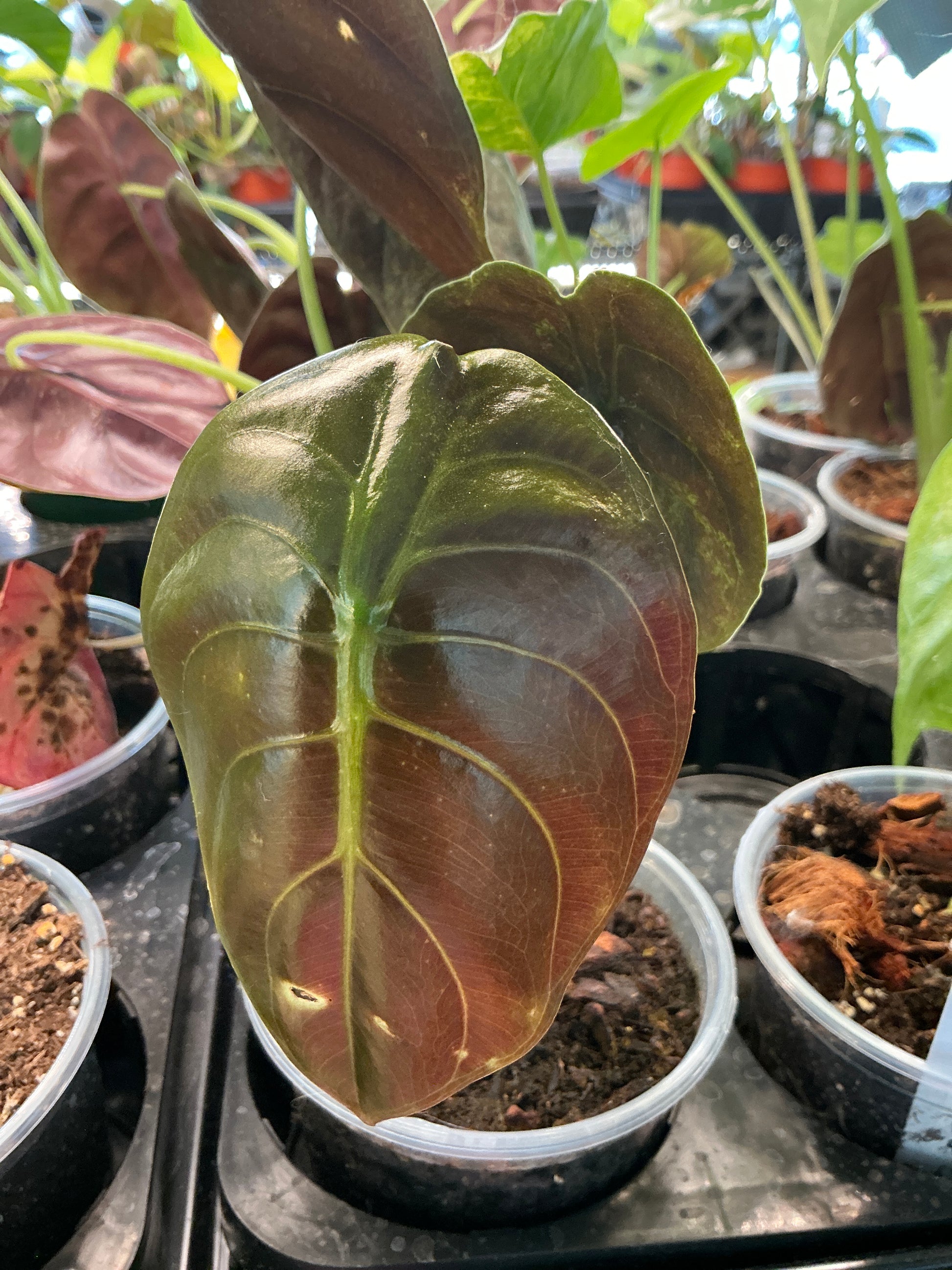 Alocasia Red Secret Cuprea - 4in