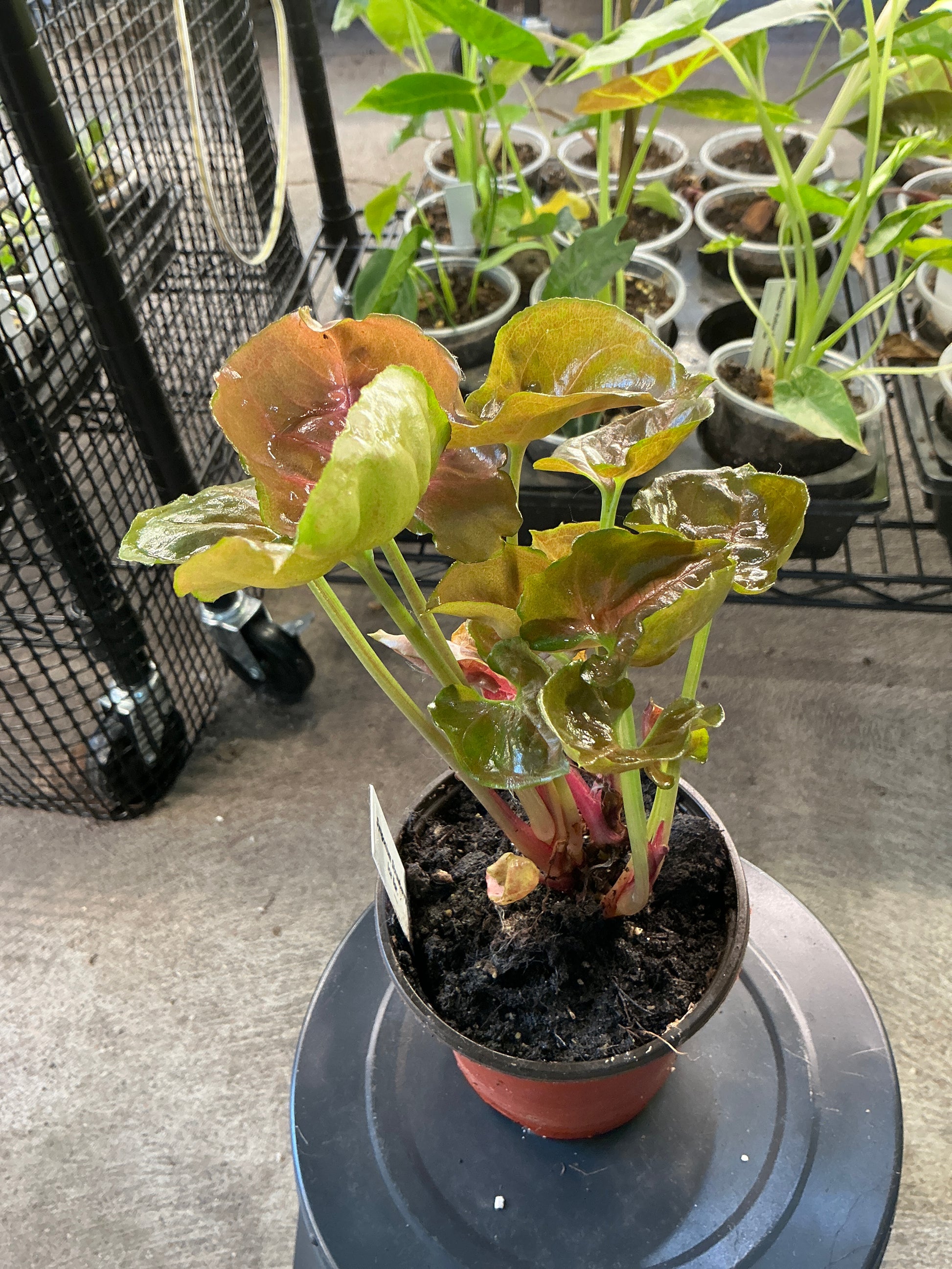 Syngonium Strawberry Ice (4)