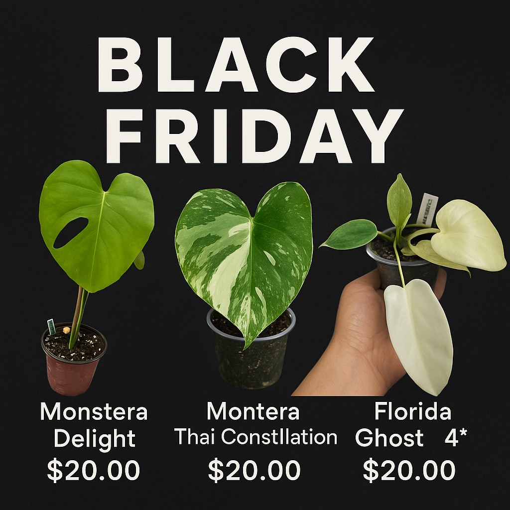 Black Friday Trio - $20.00 Each