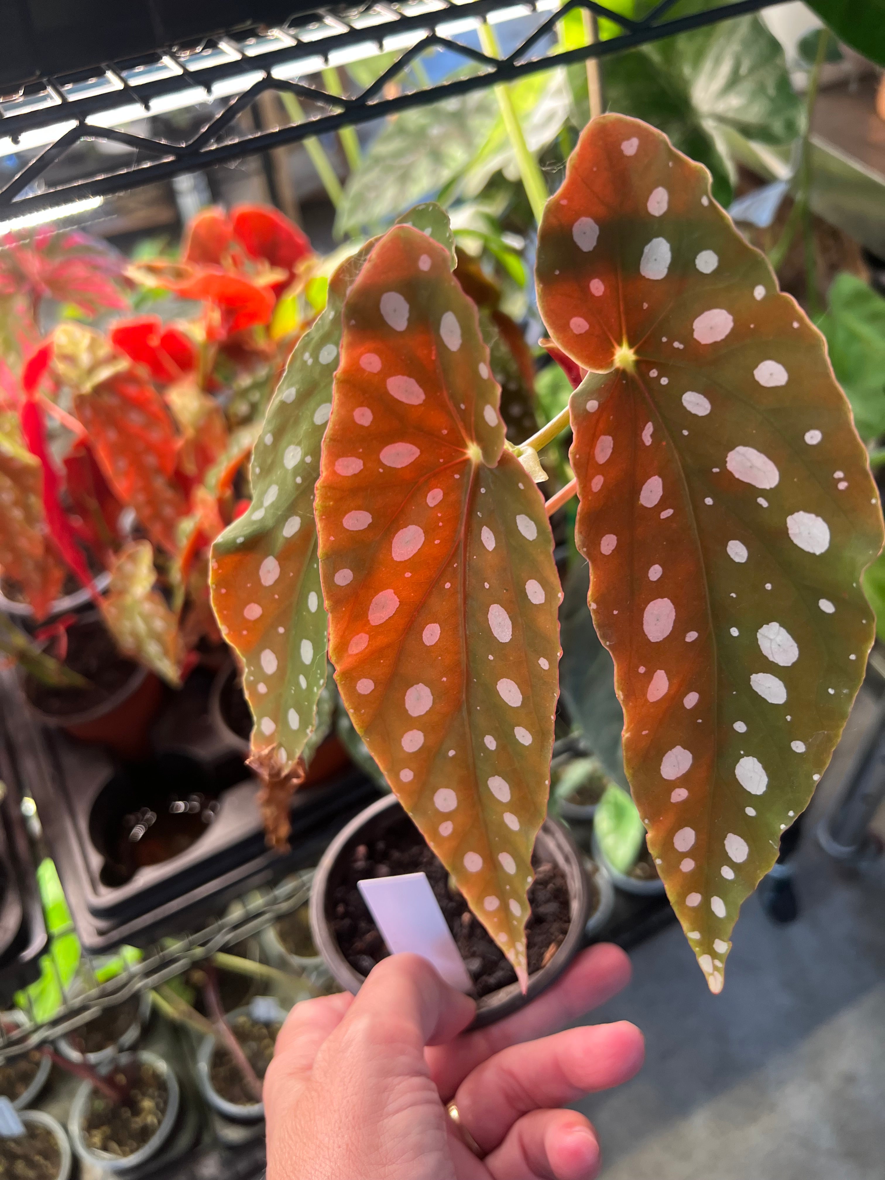 Begonias