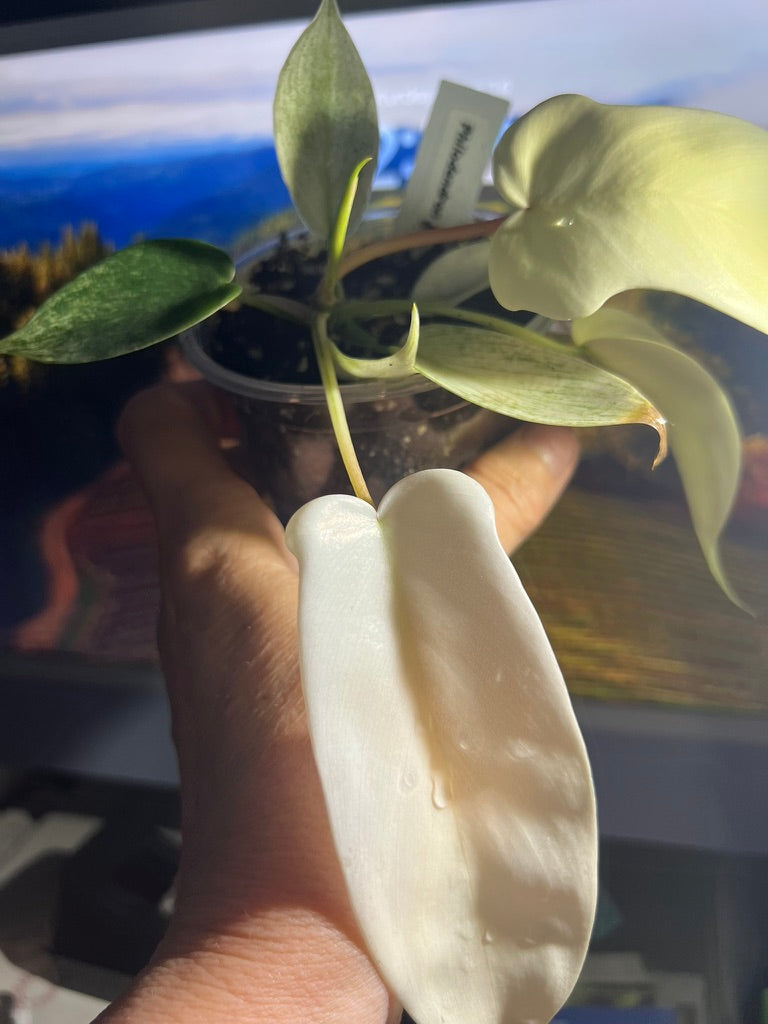 Philodendron Florida Ghost