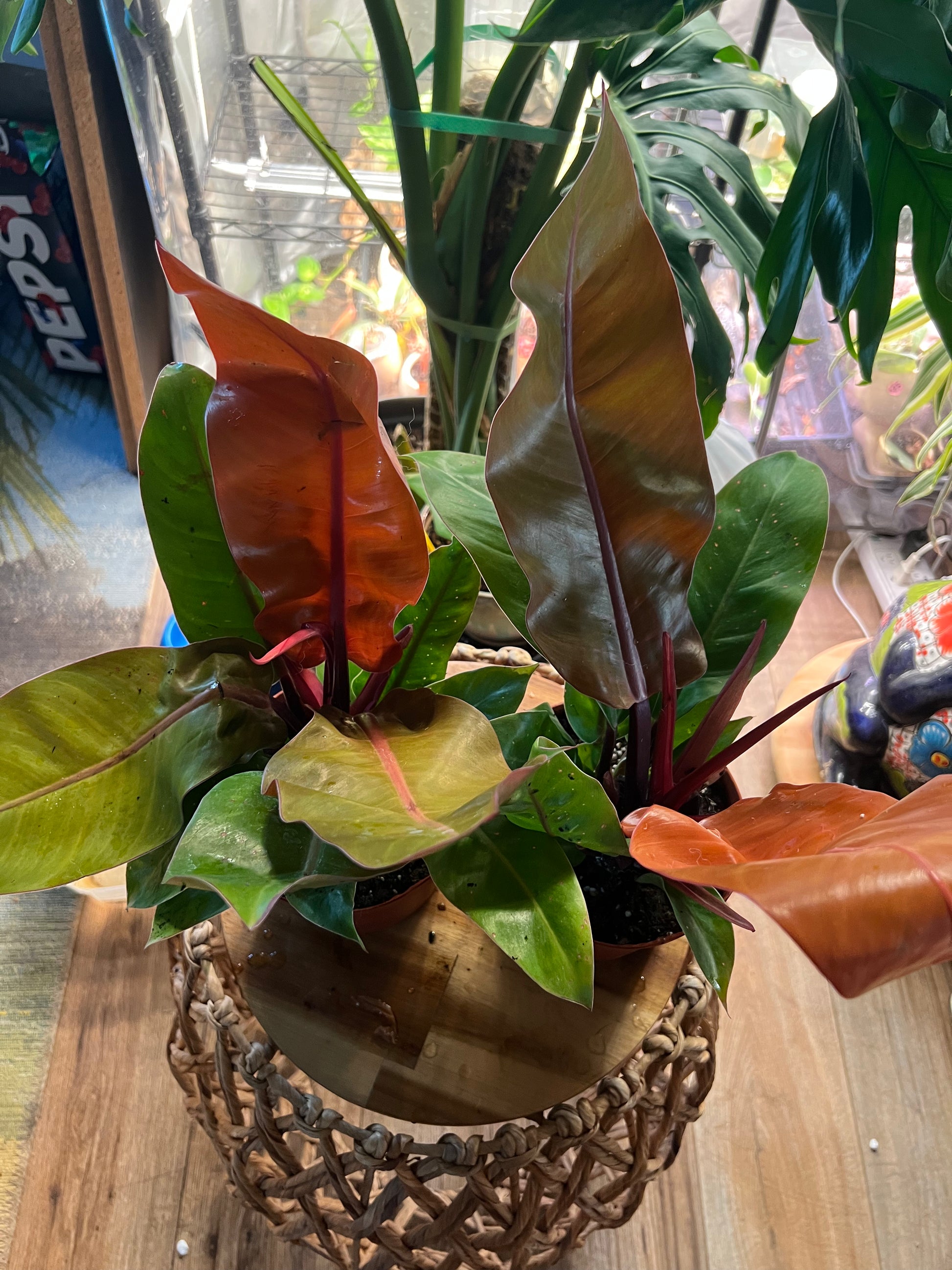 Philodendron Prince of Orange