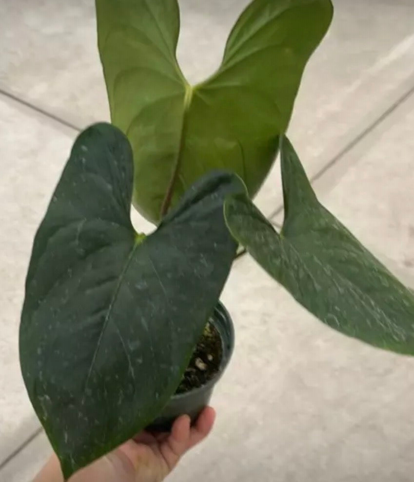 Anthurium Pangui Night (nigrolaminum Gigi x regale)