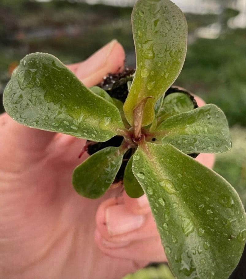 Philodendron Red Heart