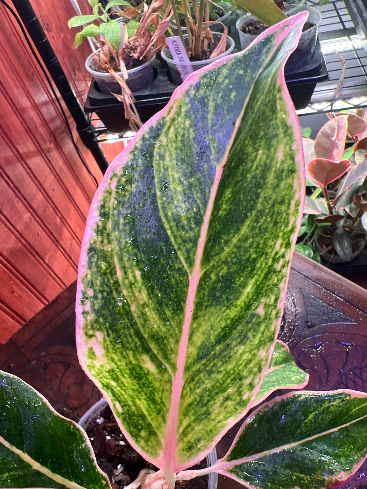 Aglaonema Ploy Chompoou