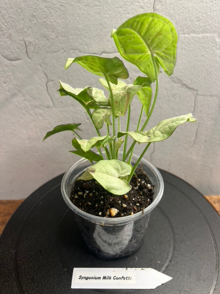 Syngonium Granny Panties live plant foliage and detail view 3
