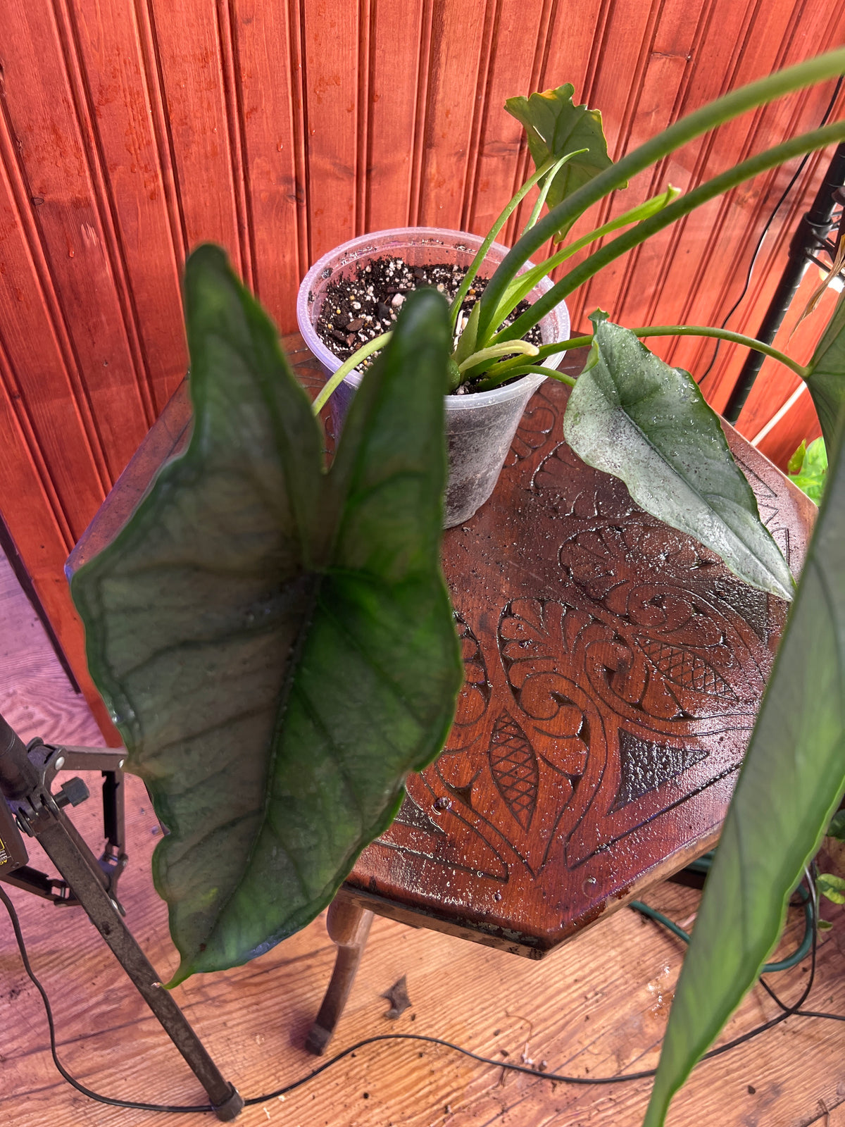 Alocasia heterophylla ‘Dragon’s Breath.’