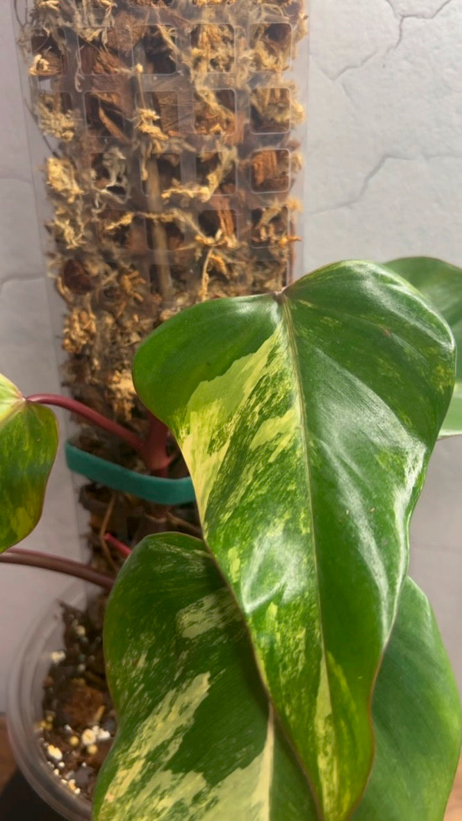Philodendron  Strawberry Shake