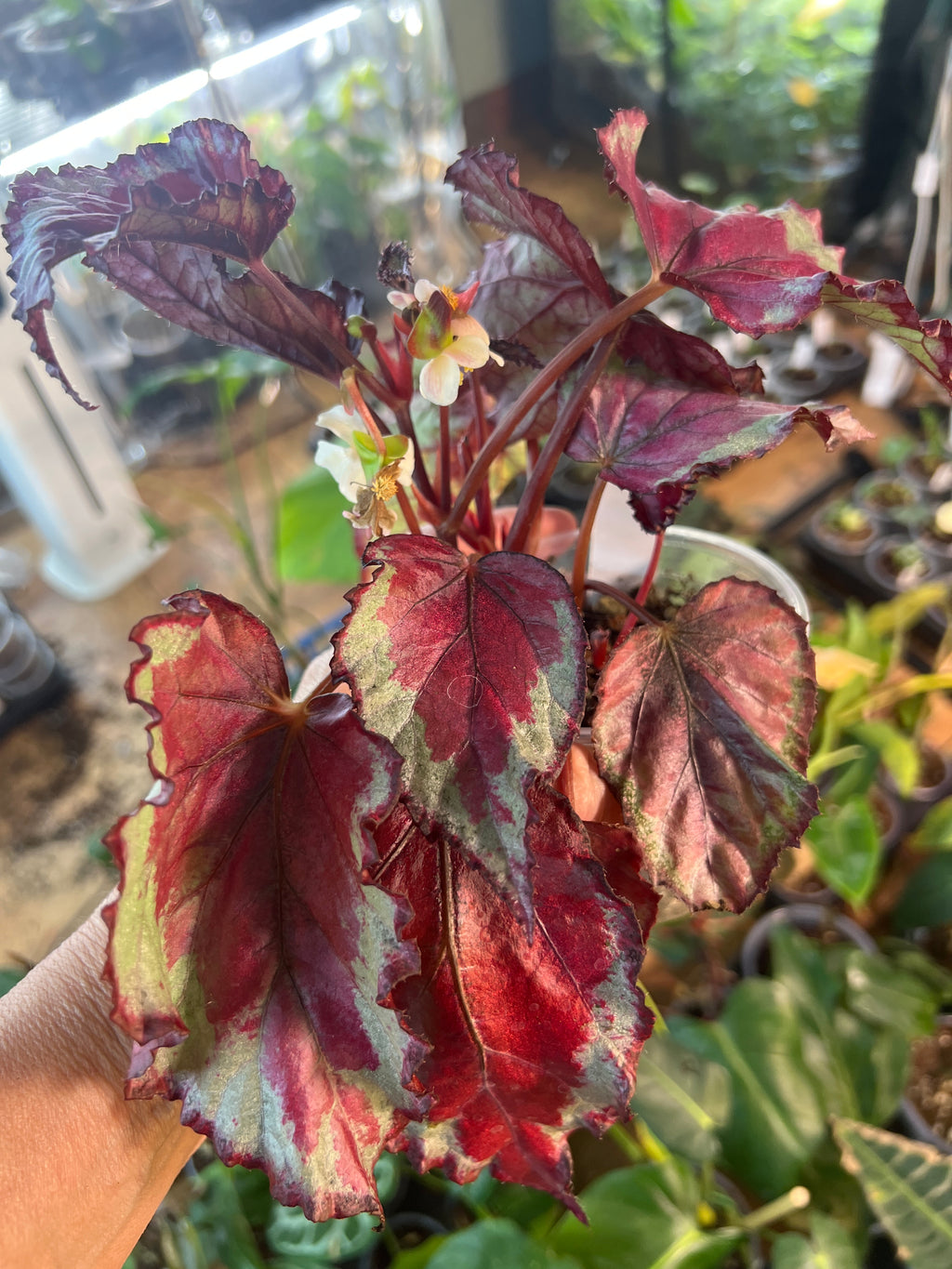 Begonia Spirit of Mayoette live plant foliage and detail view 2