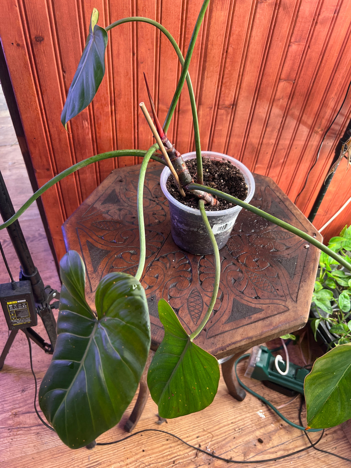 Philodendron Summer Glory