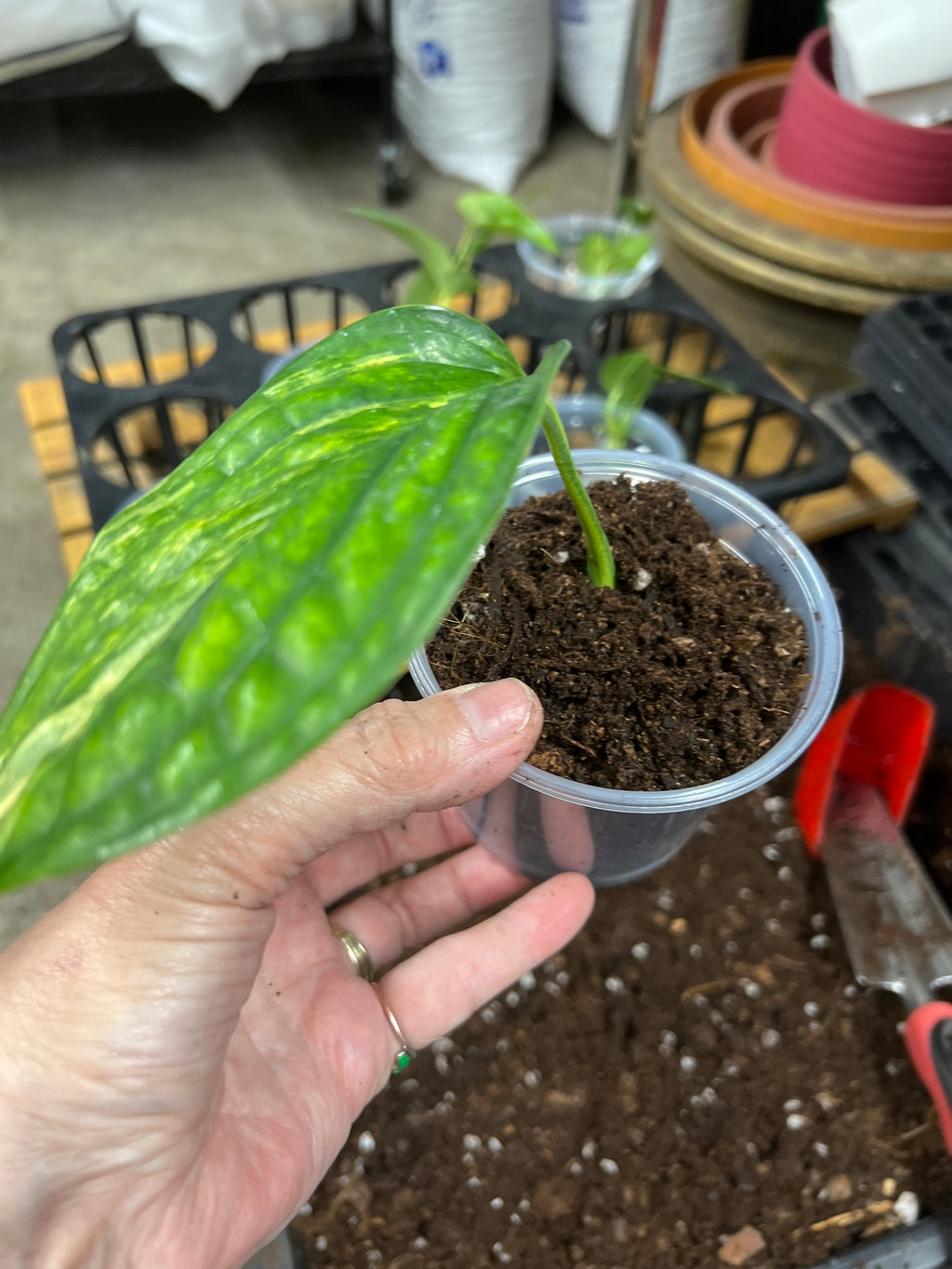 Monstera Peru Variegated