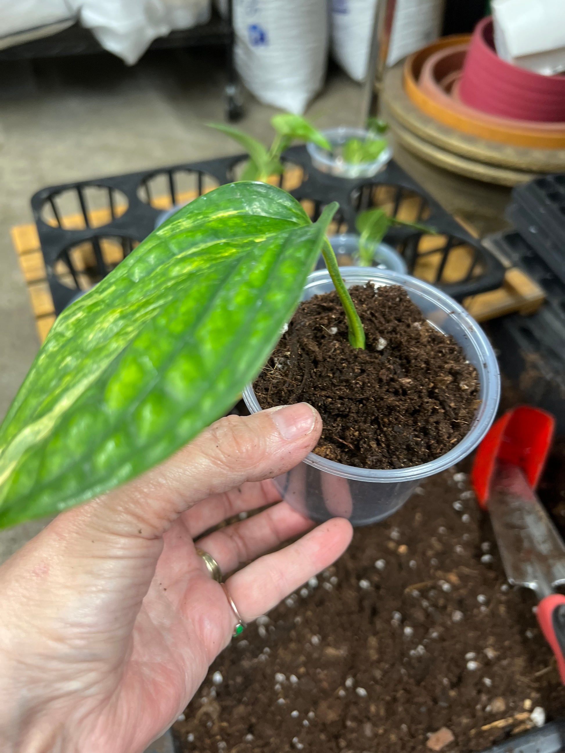 Monstera Peru Variegated