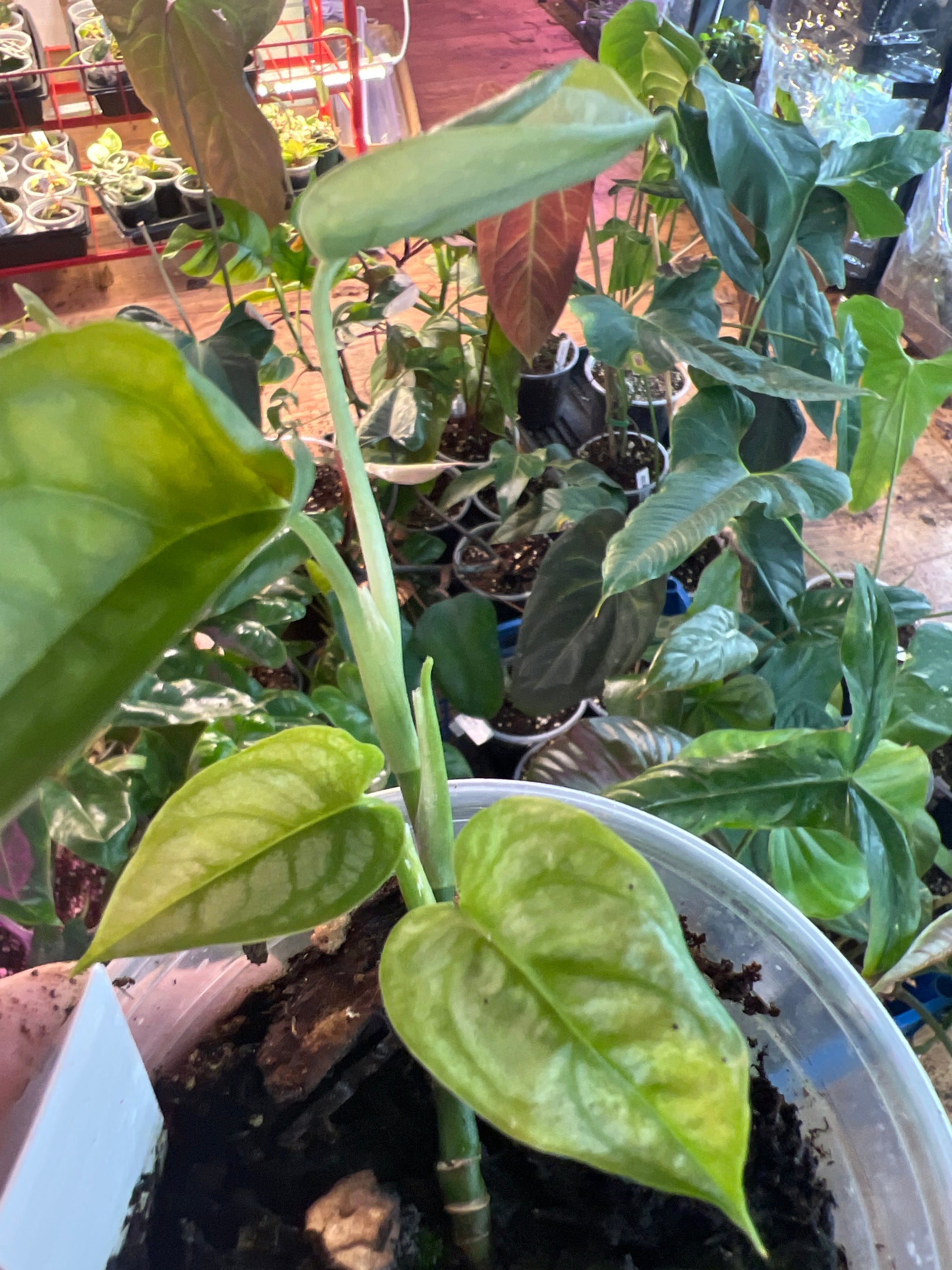Monstera Siltepecana