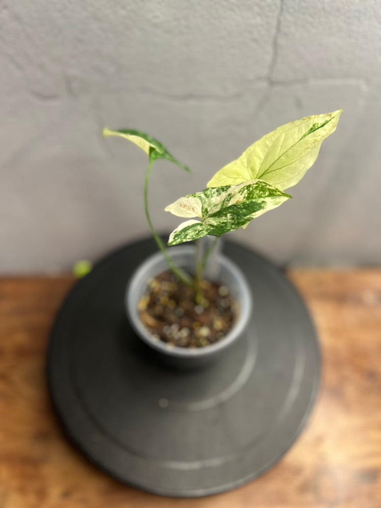 Syngonium Albo live plant foliage and detail view 3