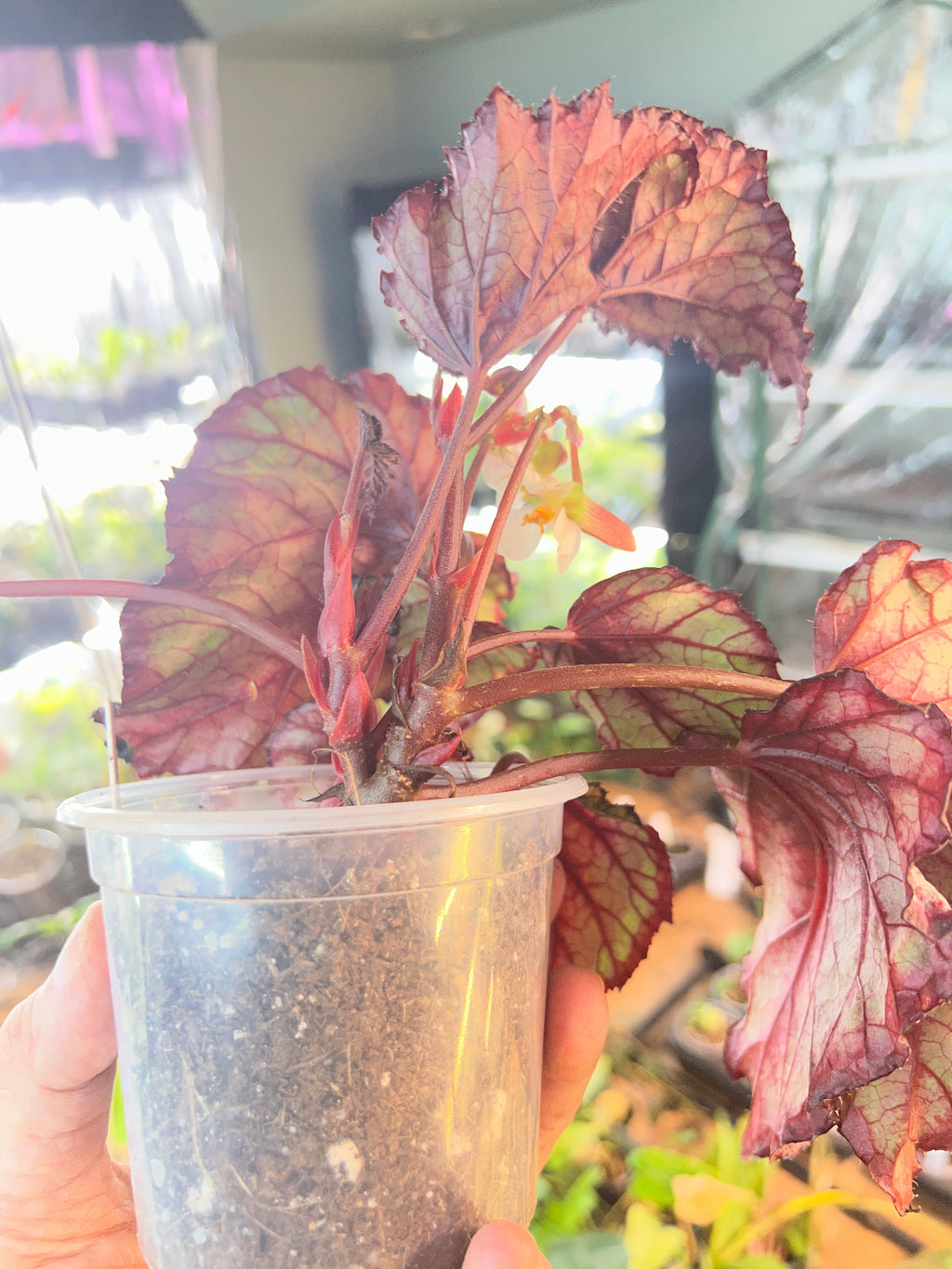 Begonia Spirit of Mayoette live plant foliage and detail view 4