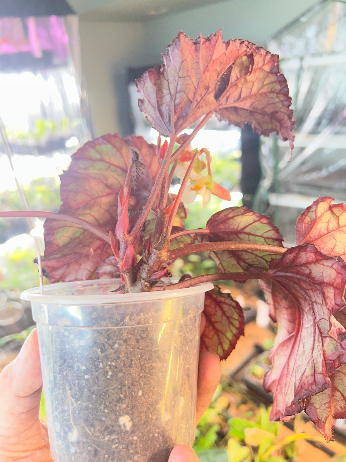 Begonia Spirit of Mayoette live plant foliage and detail view 4