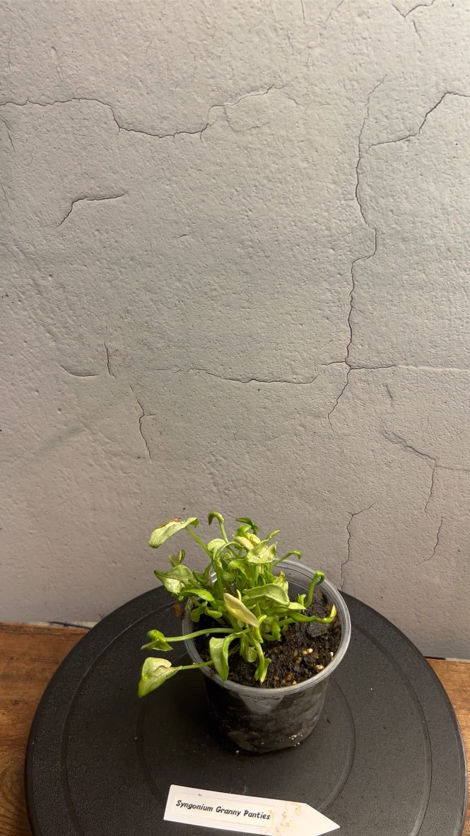 Syngonium Granny Pants