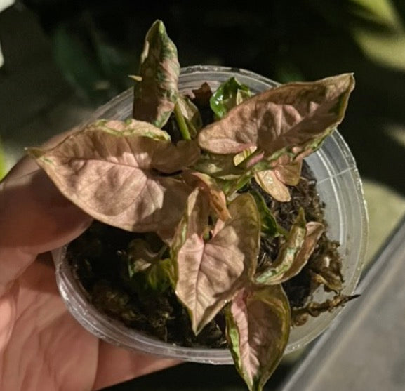 Syngonium Pink Chameleon live syngonium from Mulliken Nursery