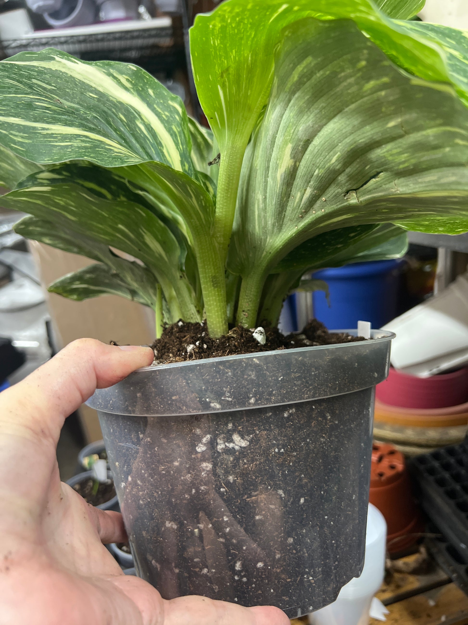 Kaempferia Peacock Ginger Var.