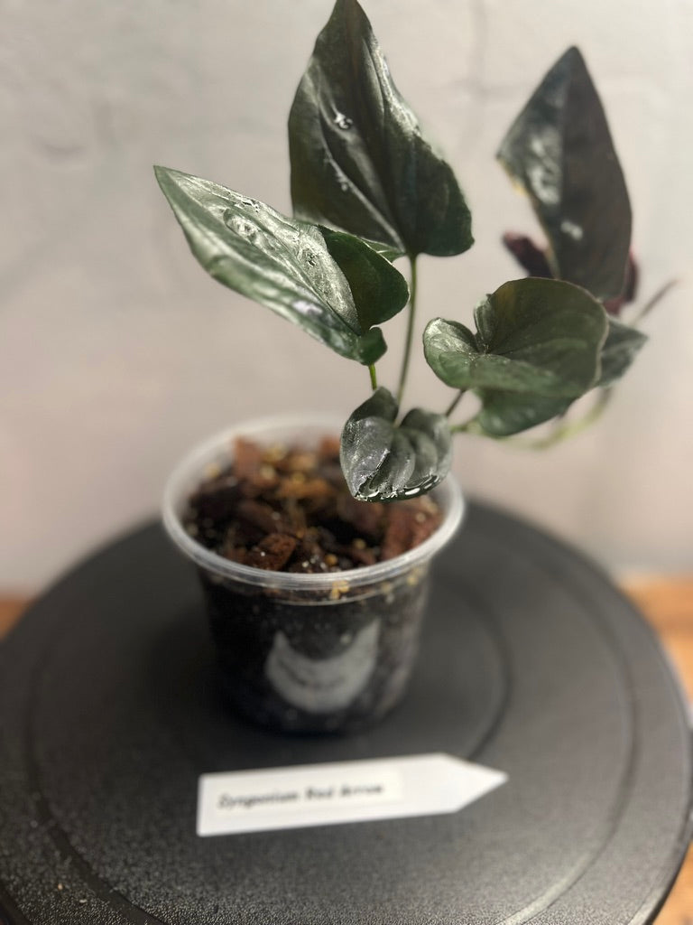 Syngonium Red Arrow live syngonium from Mulliken Nursery