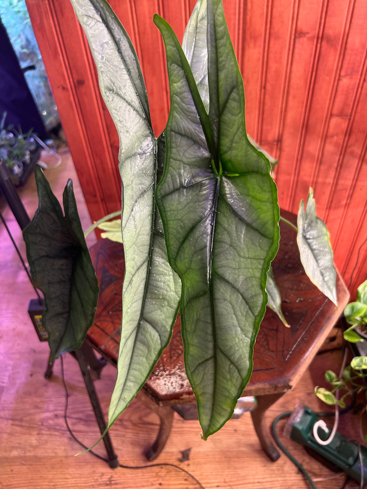Alocasia heterophylla ‘Dragon’s Breath.’