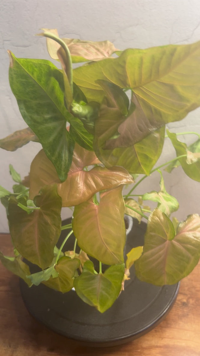 Syngonium Merry Maria