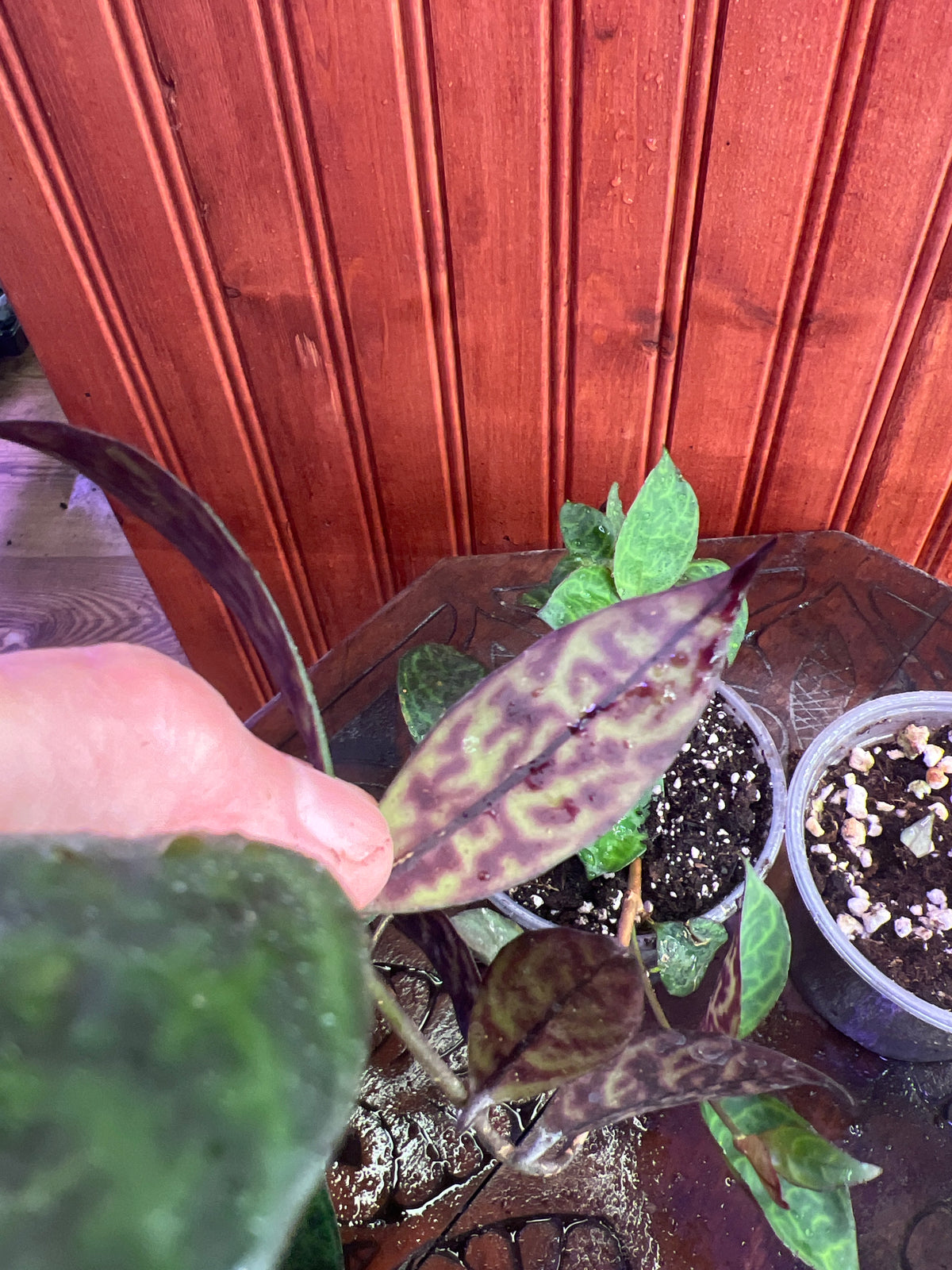 Aeschynanthus Black Pagoda