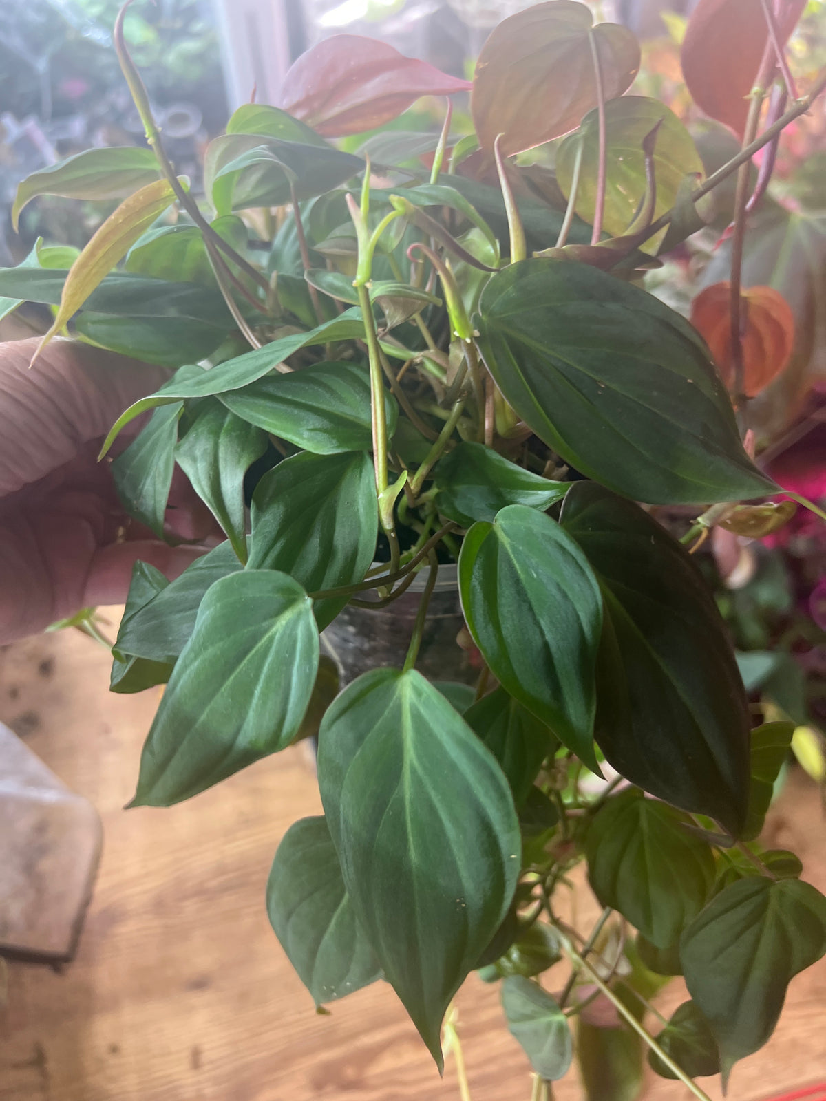 Philodendron Micans