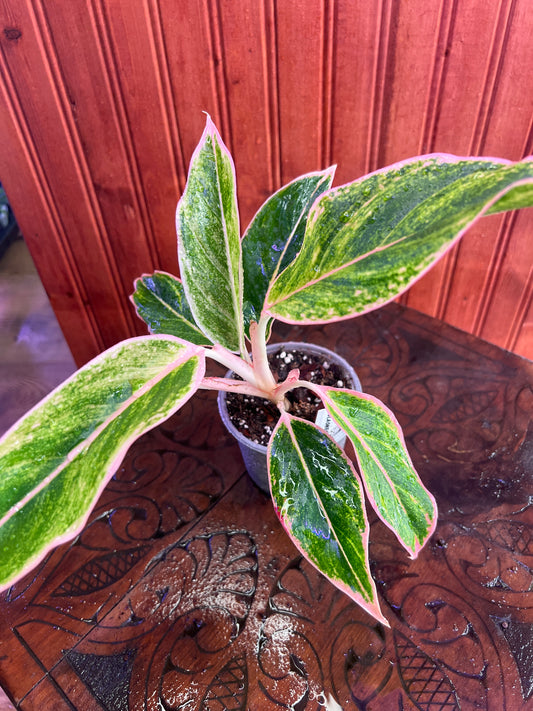 Aglaonema Ploy Chompoou