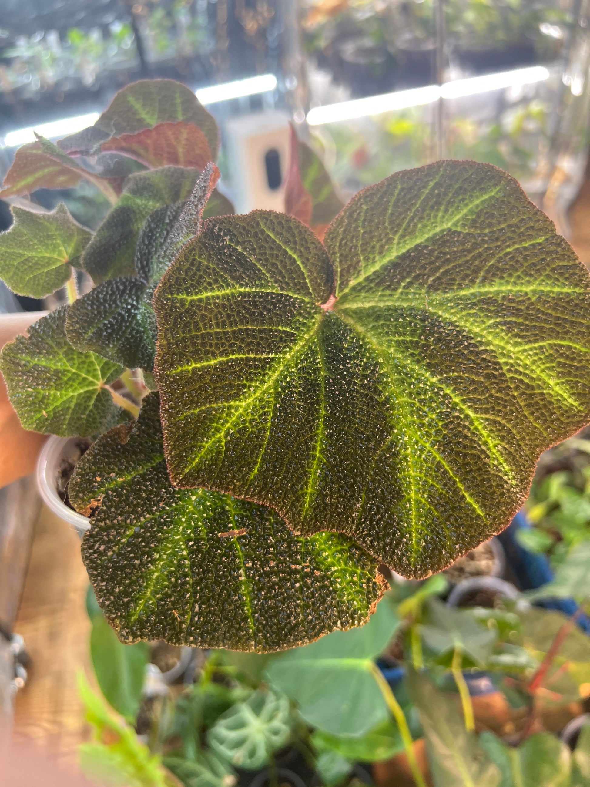 Begonia 2