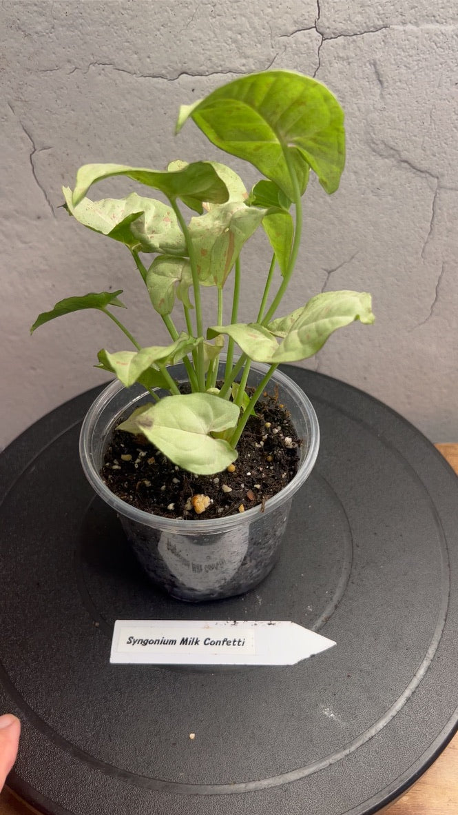 Syngonium Milk Confetti