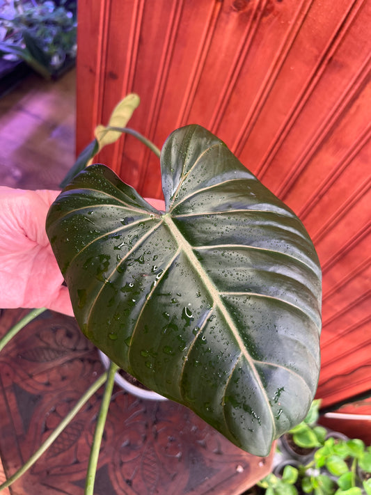 Philodendron Summer Glory