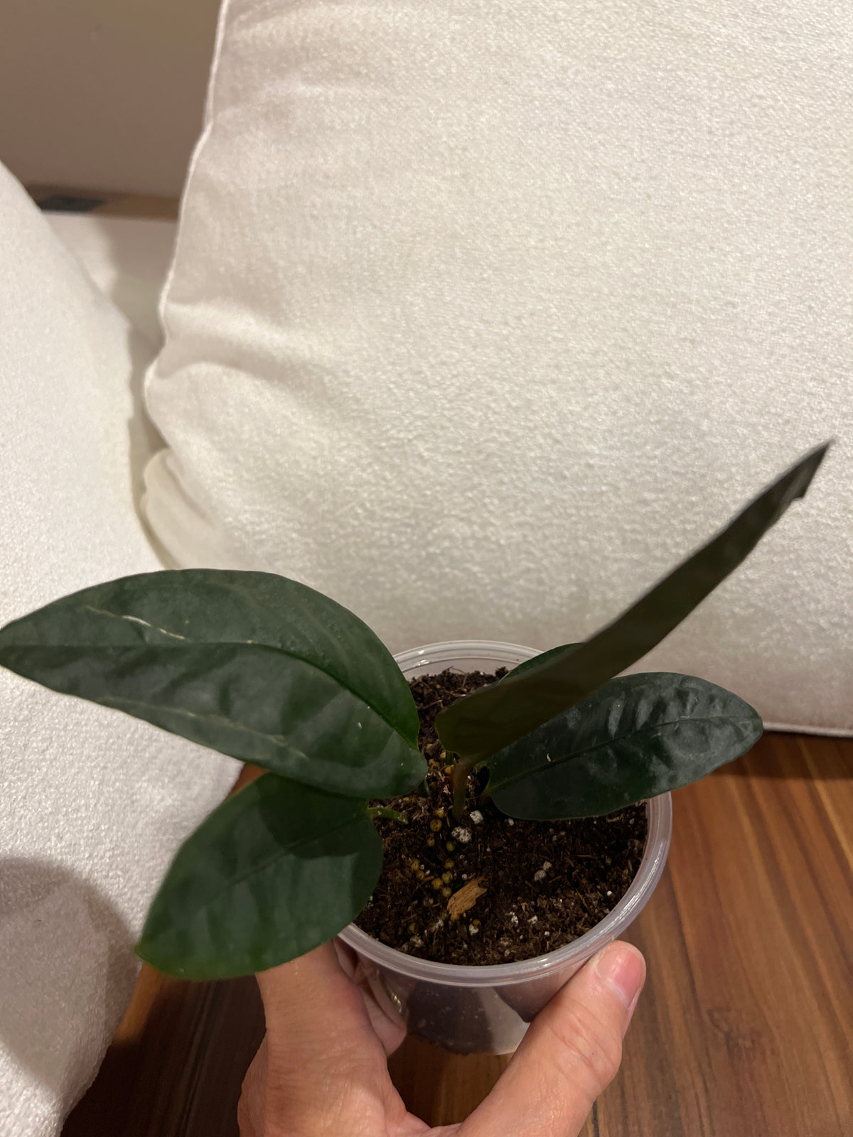 Anthurium superbum