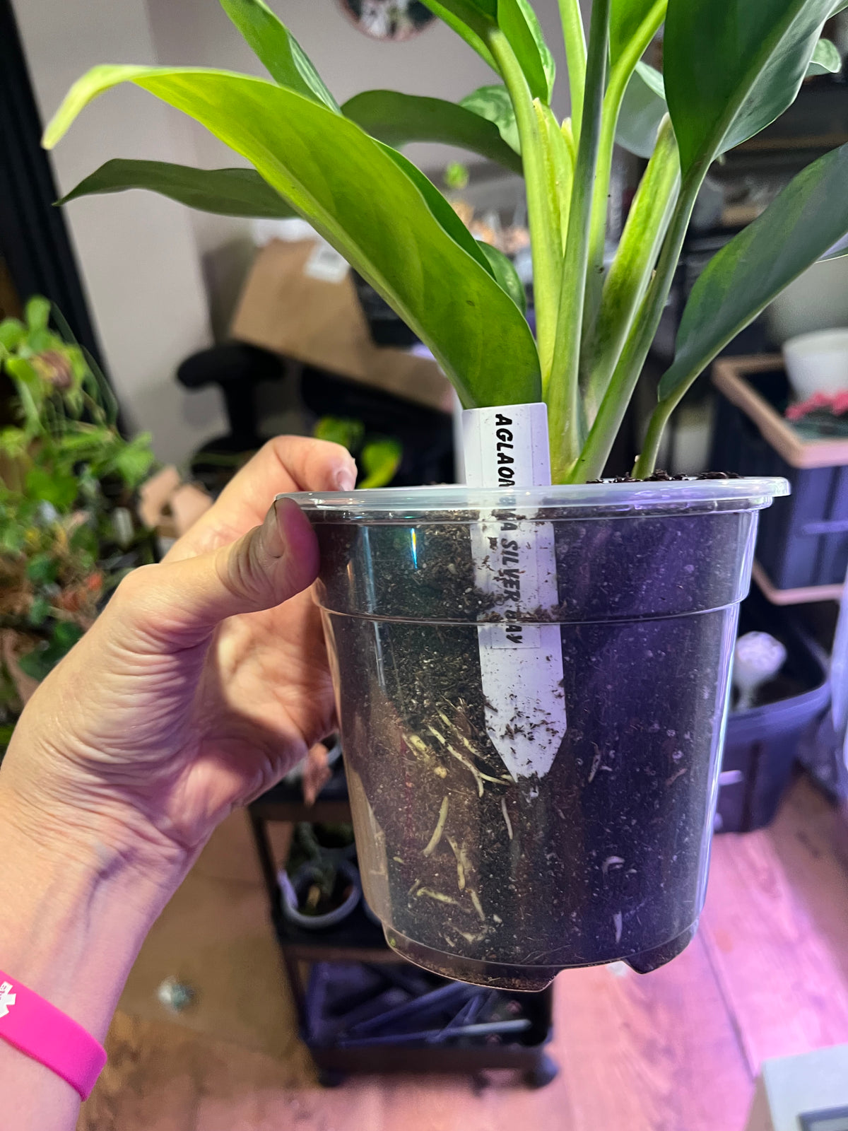Aglaonema Silver Bay