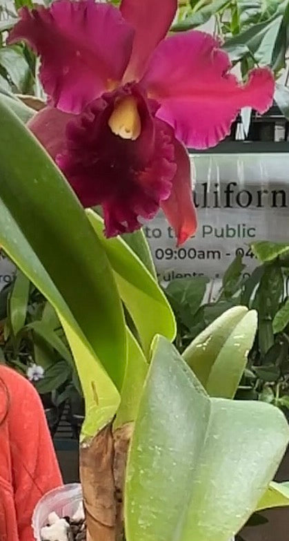 Rhyn, Hibrida Bloody Mary live orchid from Mulliken Nursery
