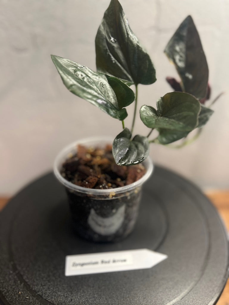 Syngonium Red Arrow live plant foliage and detail view 2