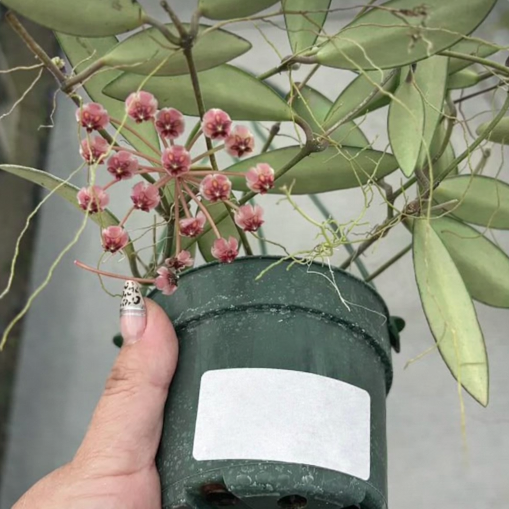 Hoya Anncajanoare (likely sp. / rare type)