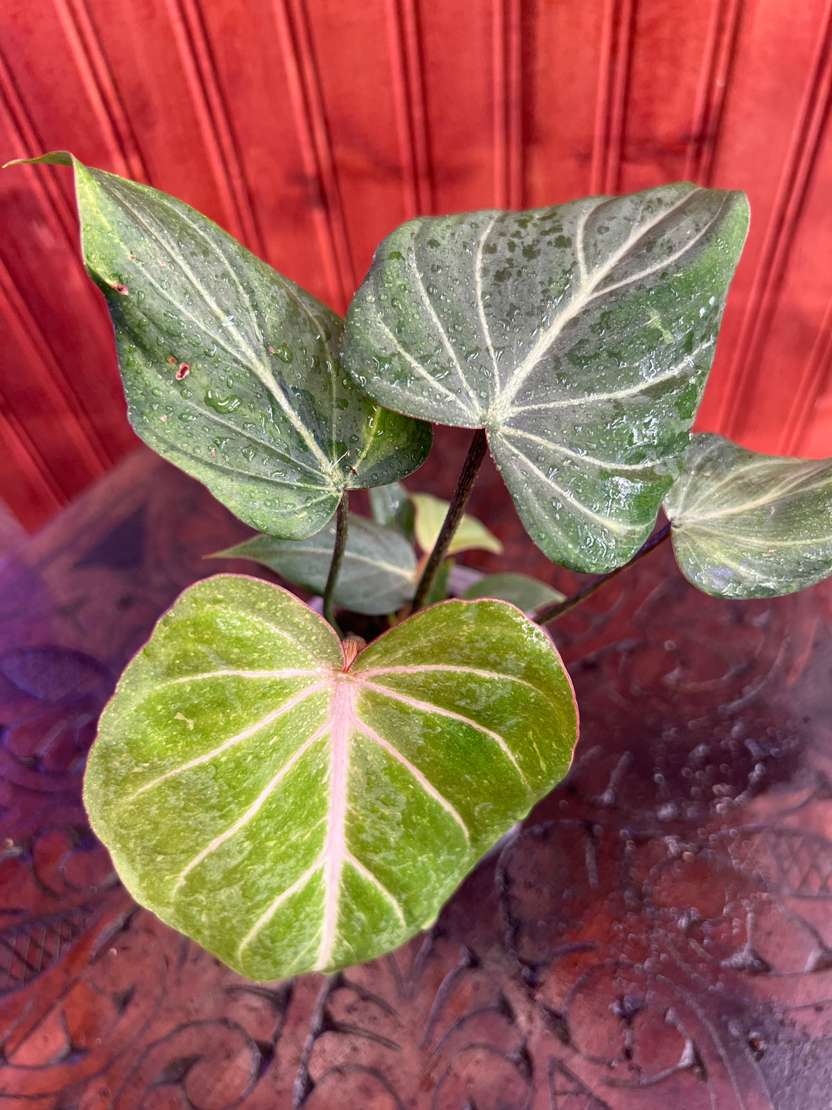 Philodendron Gloriosum Dark