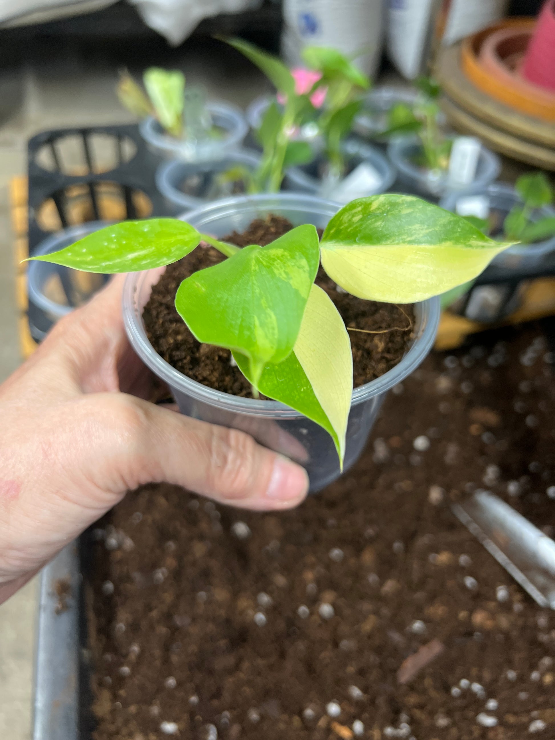 Philodendron Warescewiczii Var.