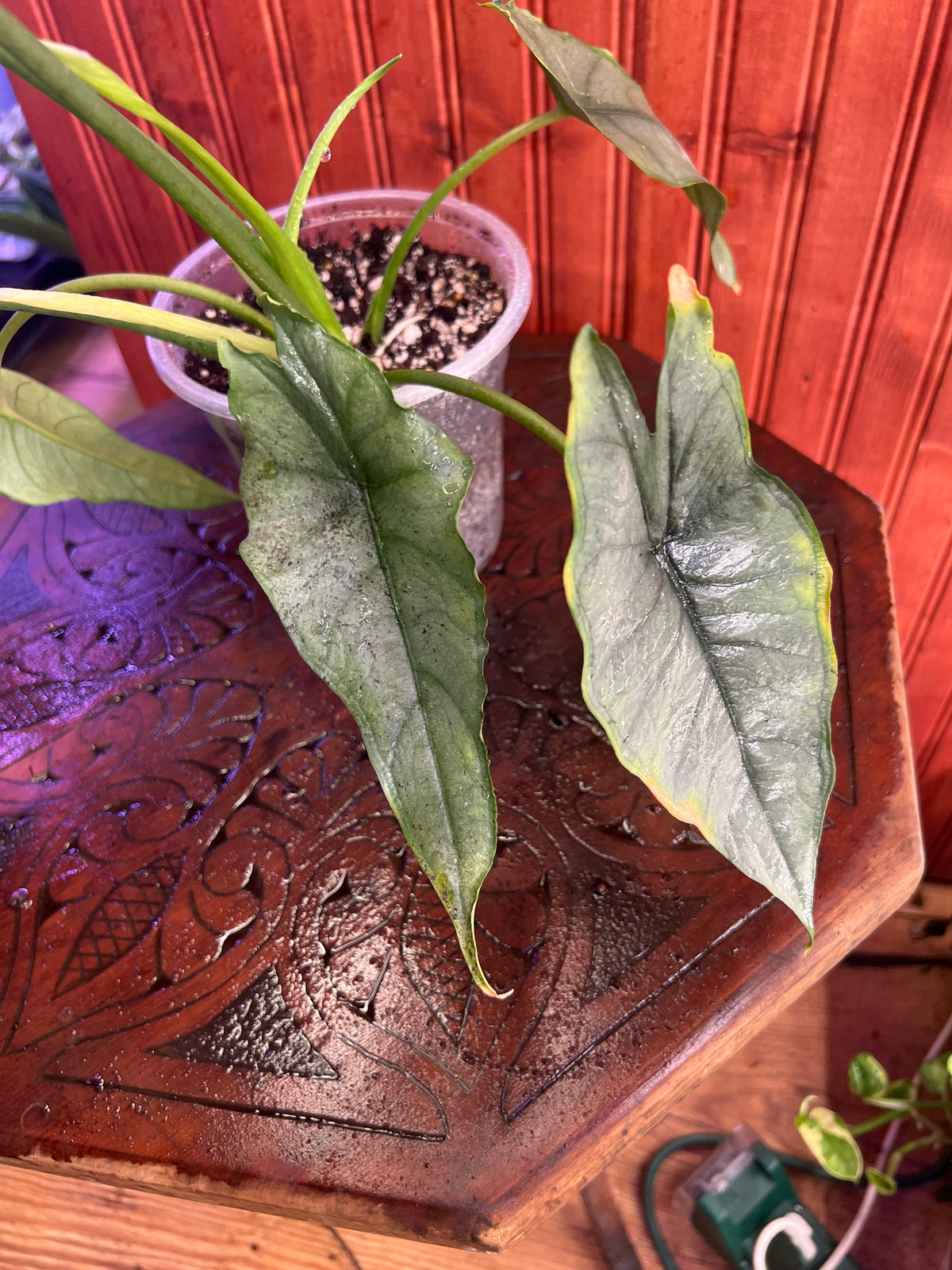 Alocasia heterophylla ‘Dragon’s Breath.’