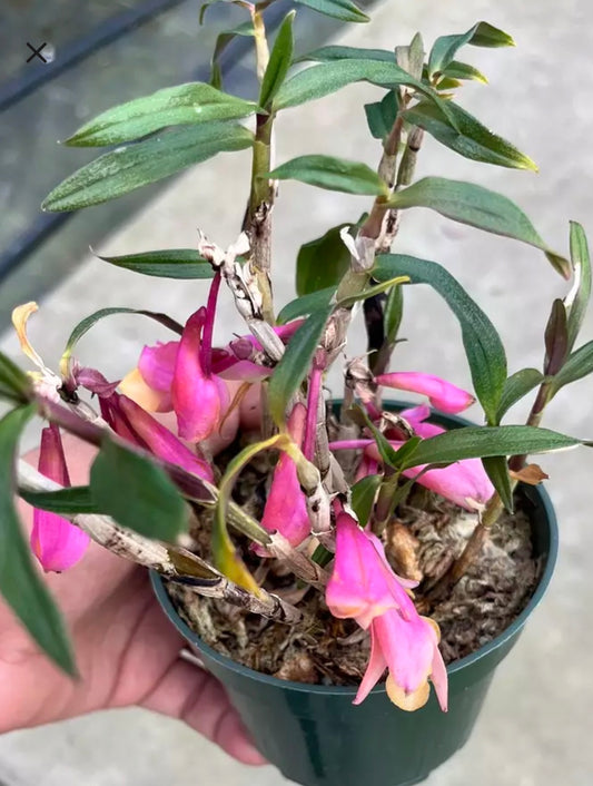 Orchid Dendrobium Noid live orchid from Mulliken Nursery