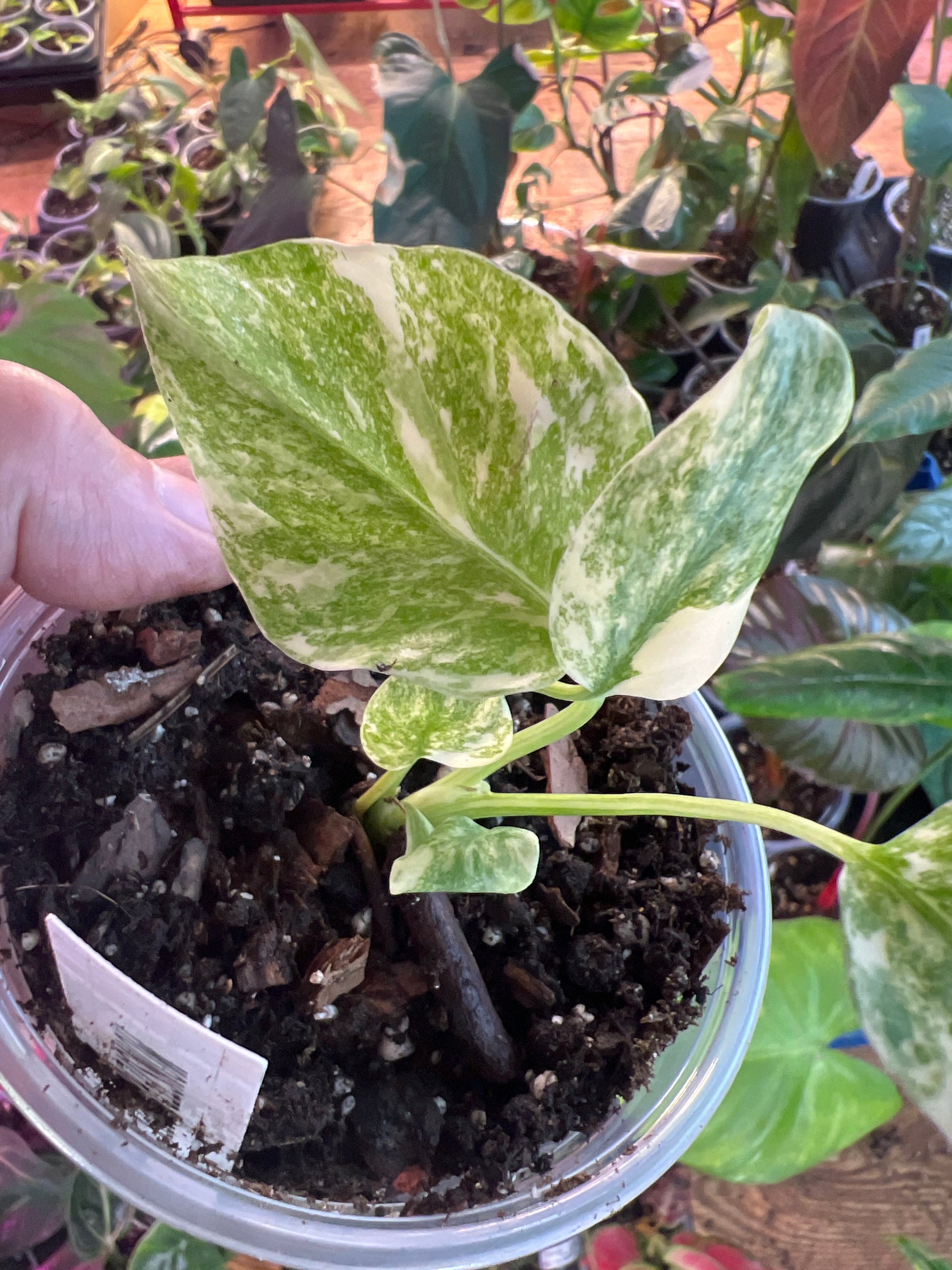 Monstera Green Snow
